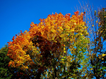 HERBST
