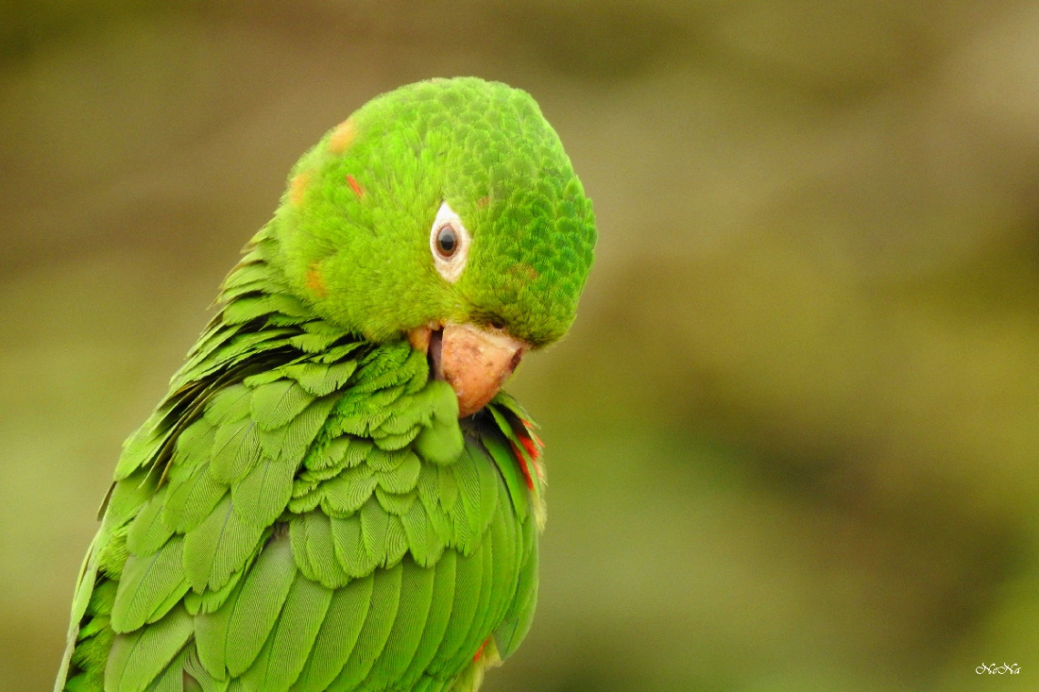 Aratinga leucophtbalma