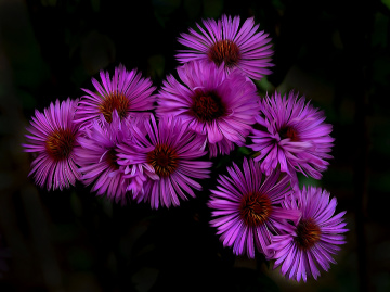 BLÜTEN