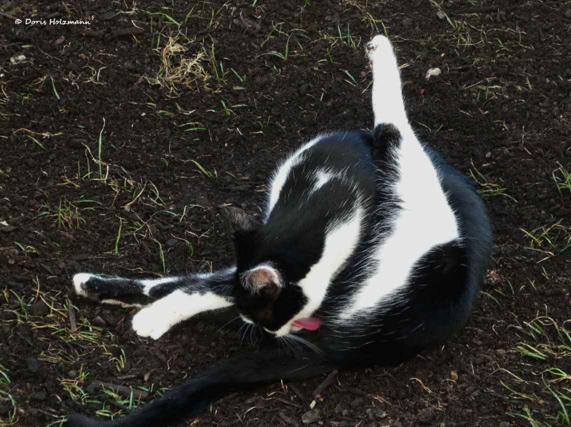 cat wash