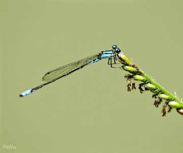 Mini Dragonfly 