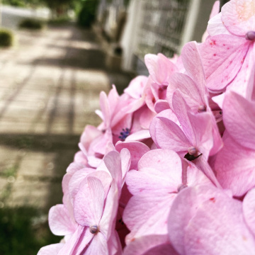 Hortênsias 