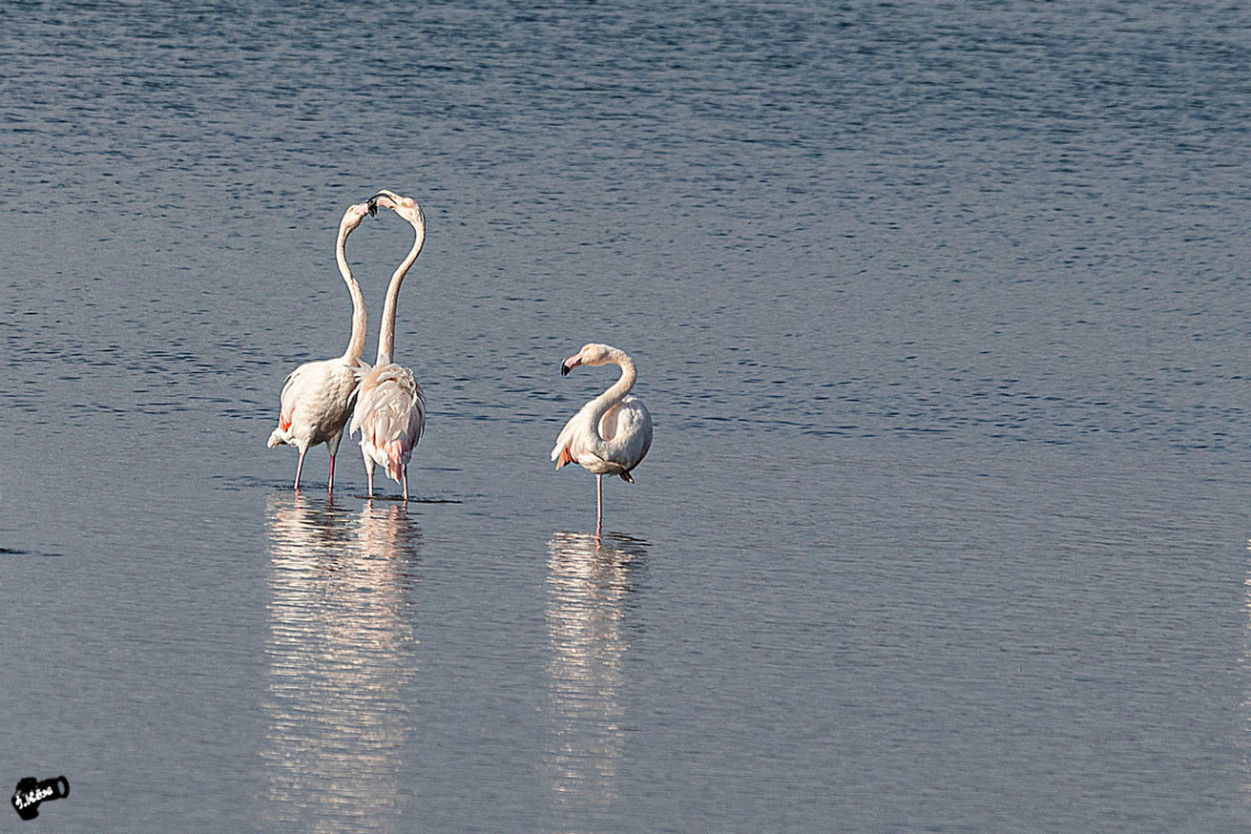 Flamingo Dansı