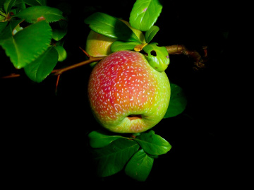 APFEL