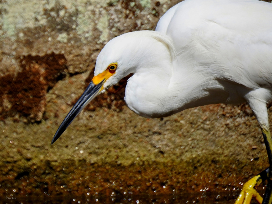 Great Egret