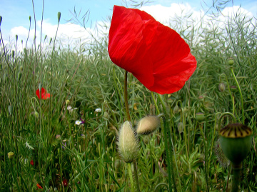 AM FELD