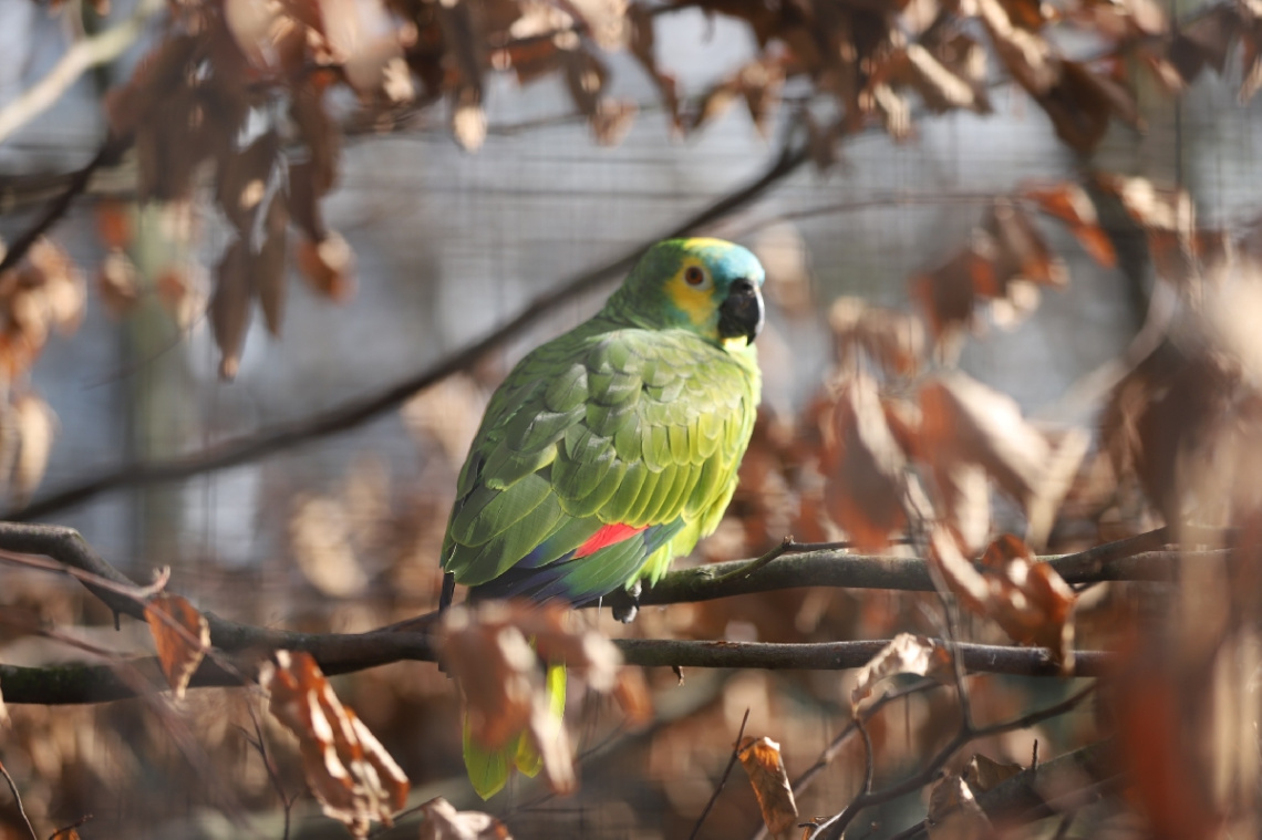For The Love Of Birds
