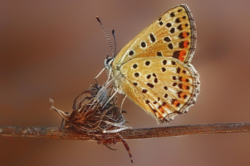 İsli Bakır Kelebek