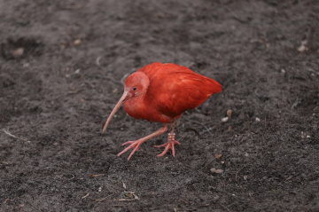Red...