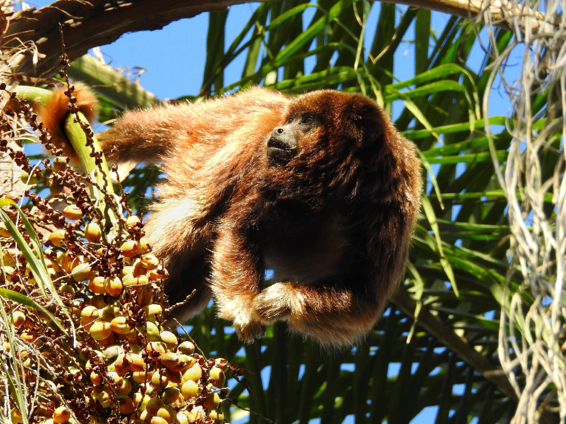 Howler monkey eating coconut
