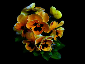 BLÜTEN