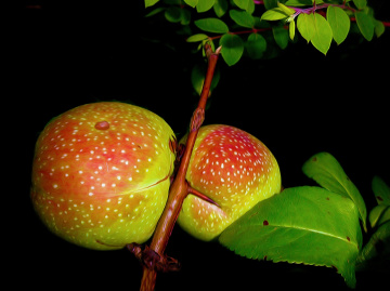 APFEL