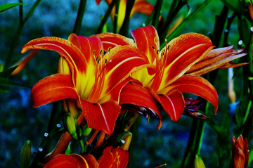 BLÜTEN