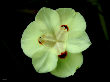 Dietes-bicolor