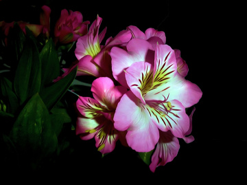 BLÜTEN