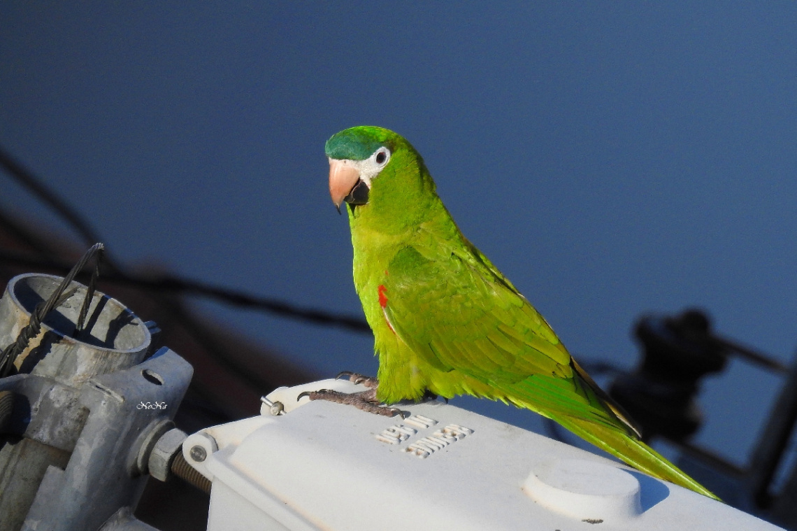 Red-shouldered Macaw