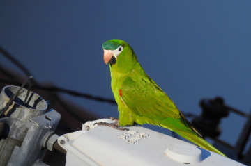 Red-shouldered Macaw