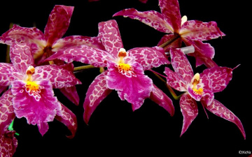 Orchids