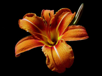 BLÜTE