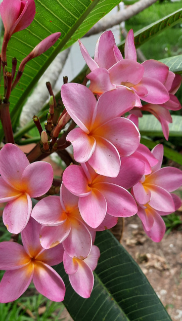 Jasmin 
