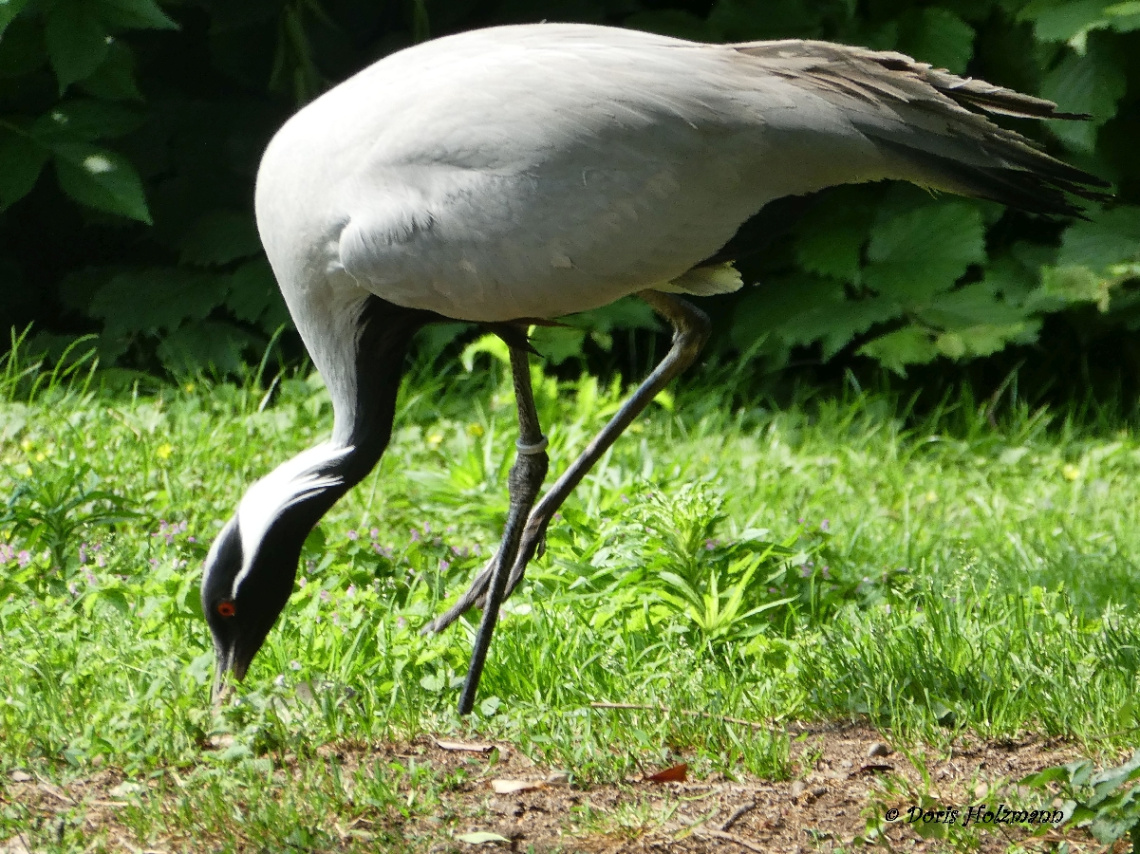 Crane in the Karlsruhe Zoo / Germany