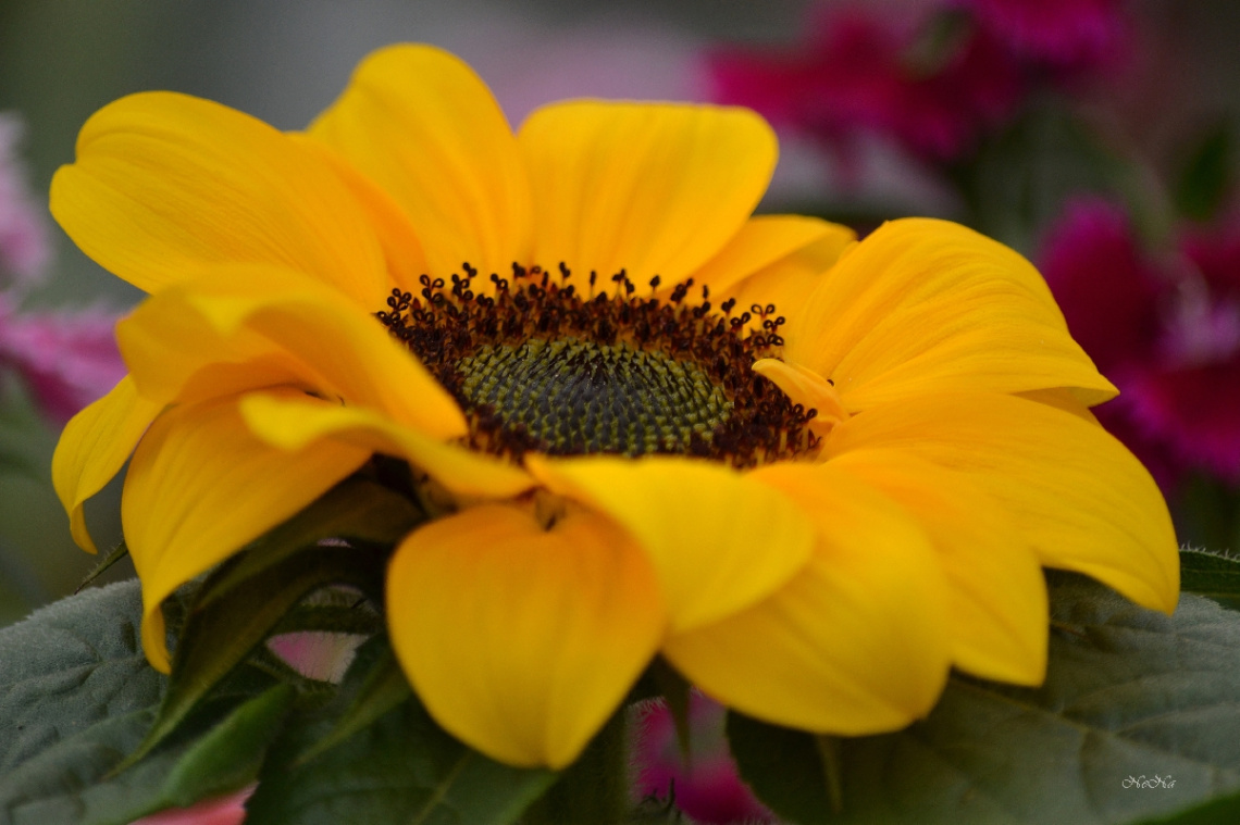 Sunflower