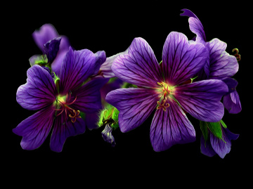 BLÜTEN