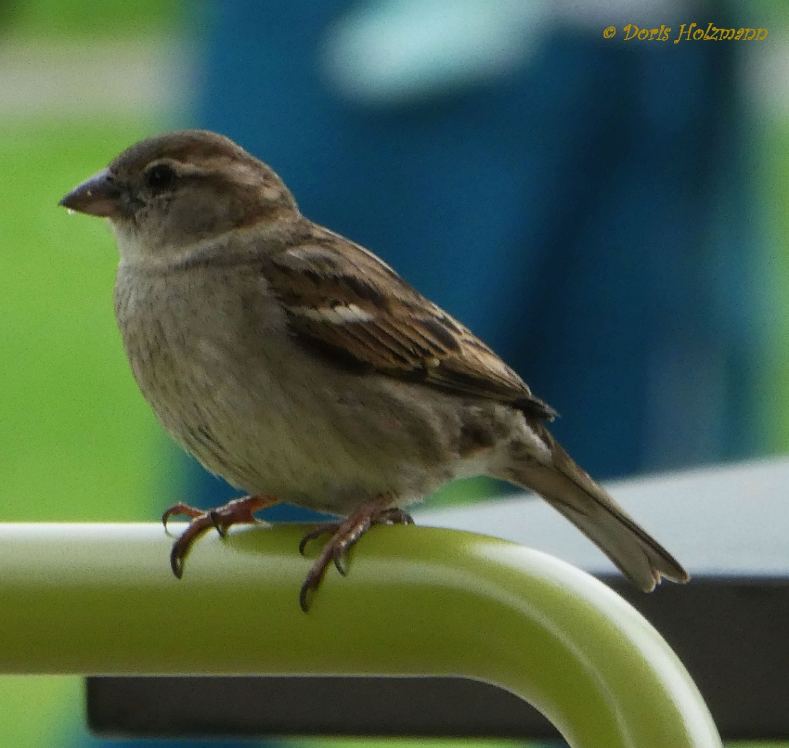 sparrow