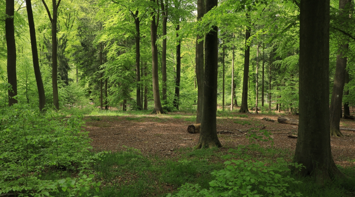 Hareskoven - Denmark