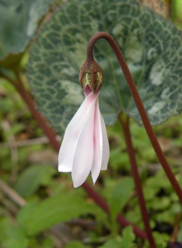 Ciclamino