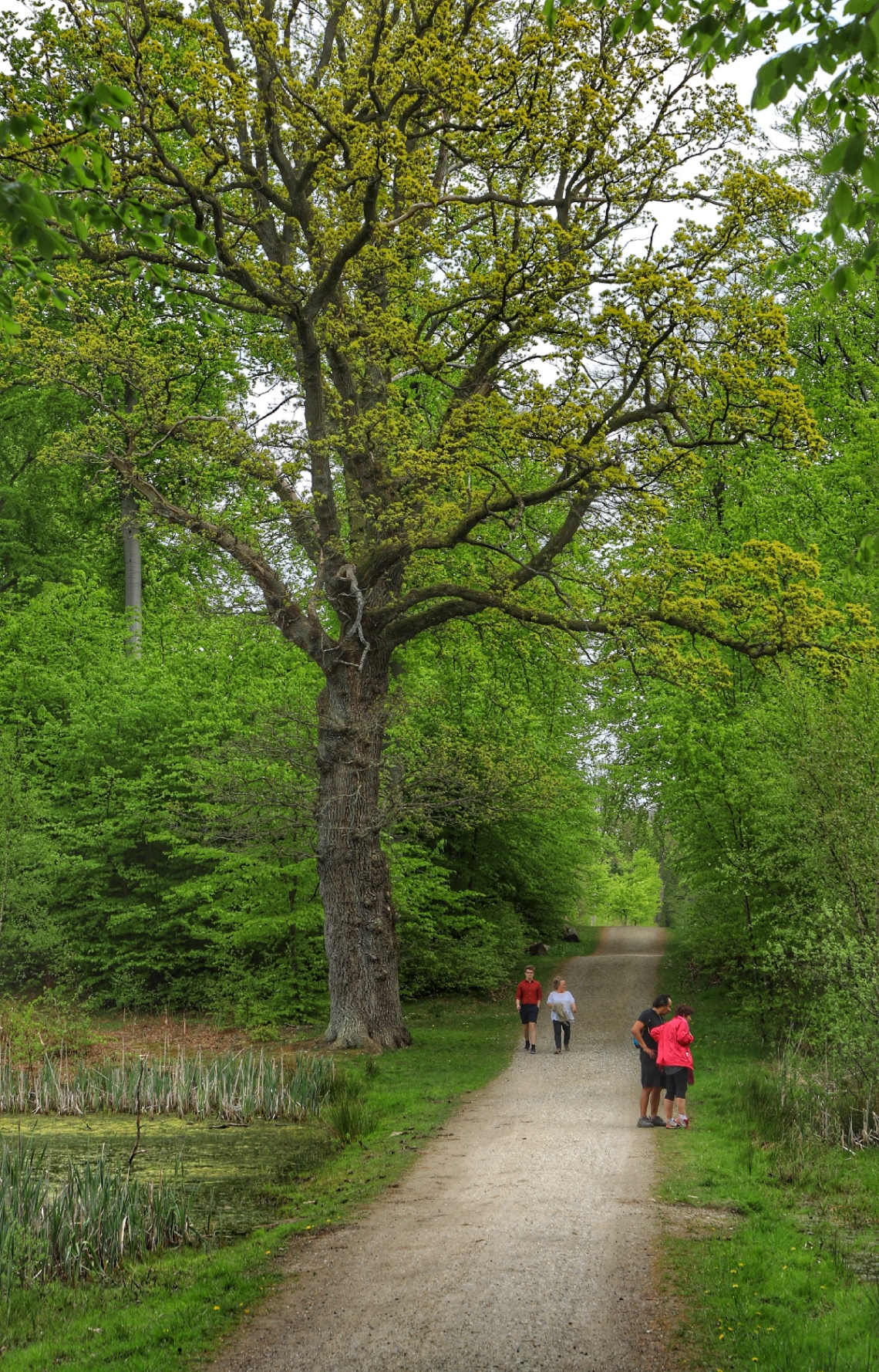 Hareskoven - Denmark - 2020