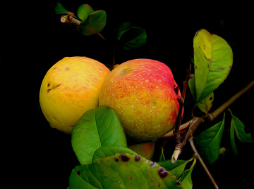 ÄPFEL