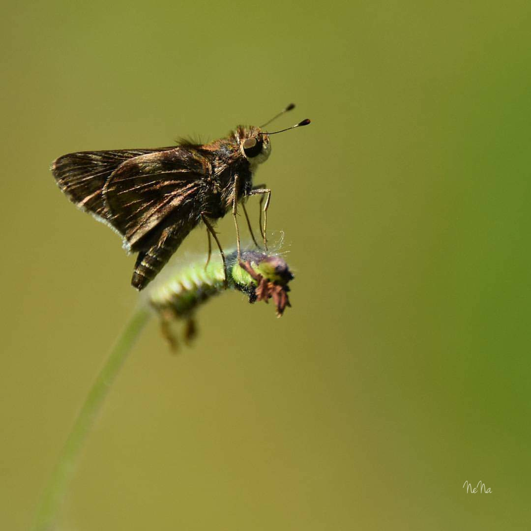 Macro