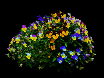 BLÜTEN