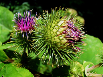 BLÜTEN
