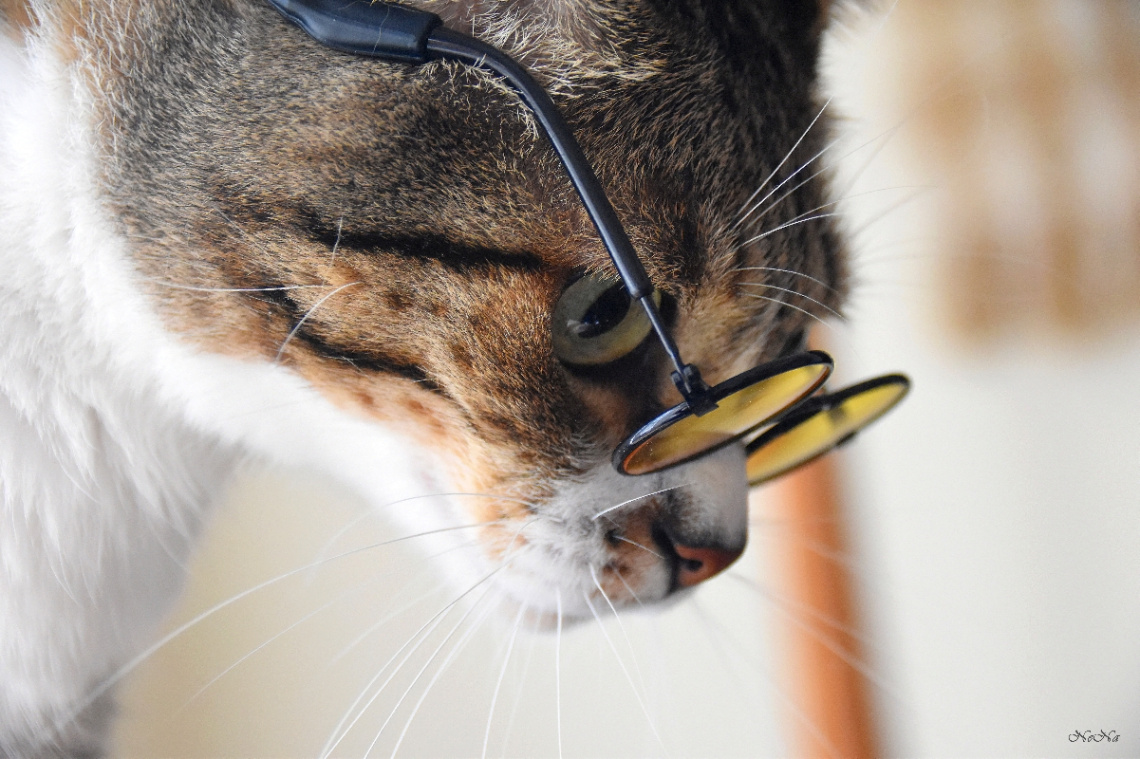 Cat with glasses
