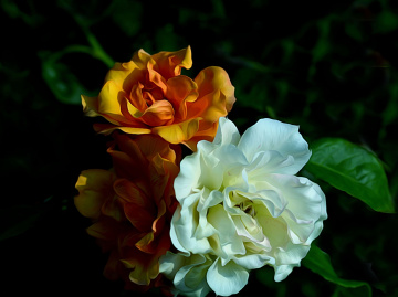 BLÜTEN