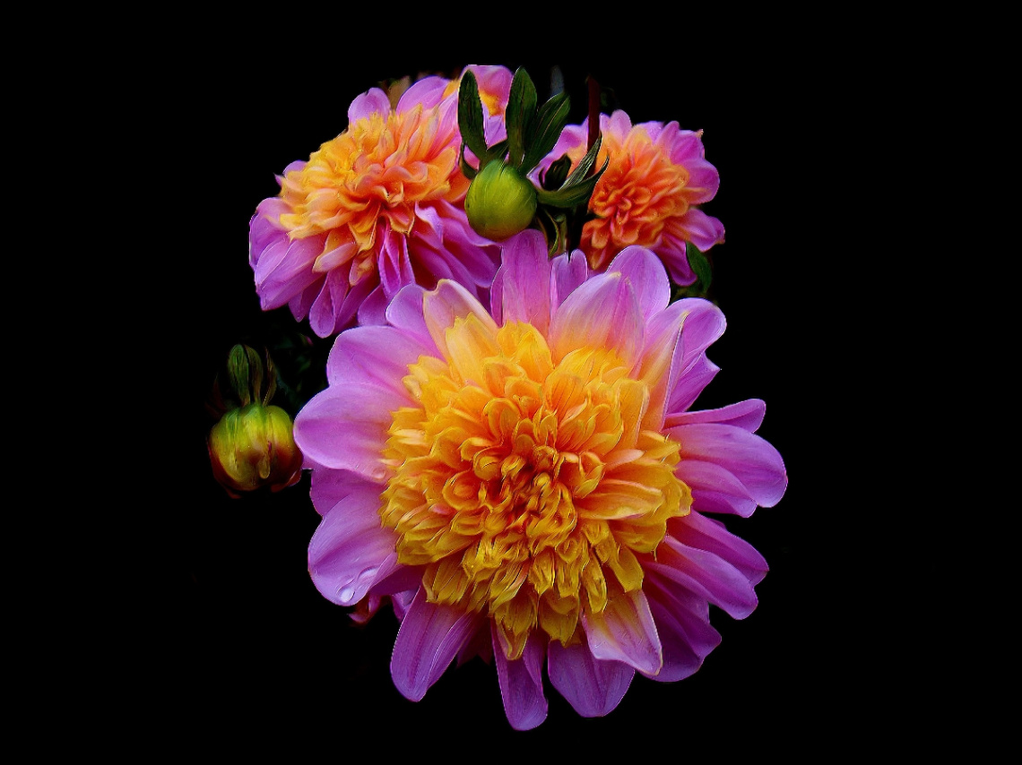 BLÜTEN