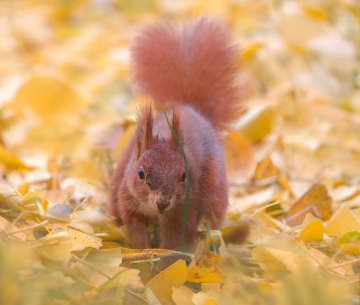 Squirrel