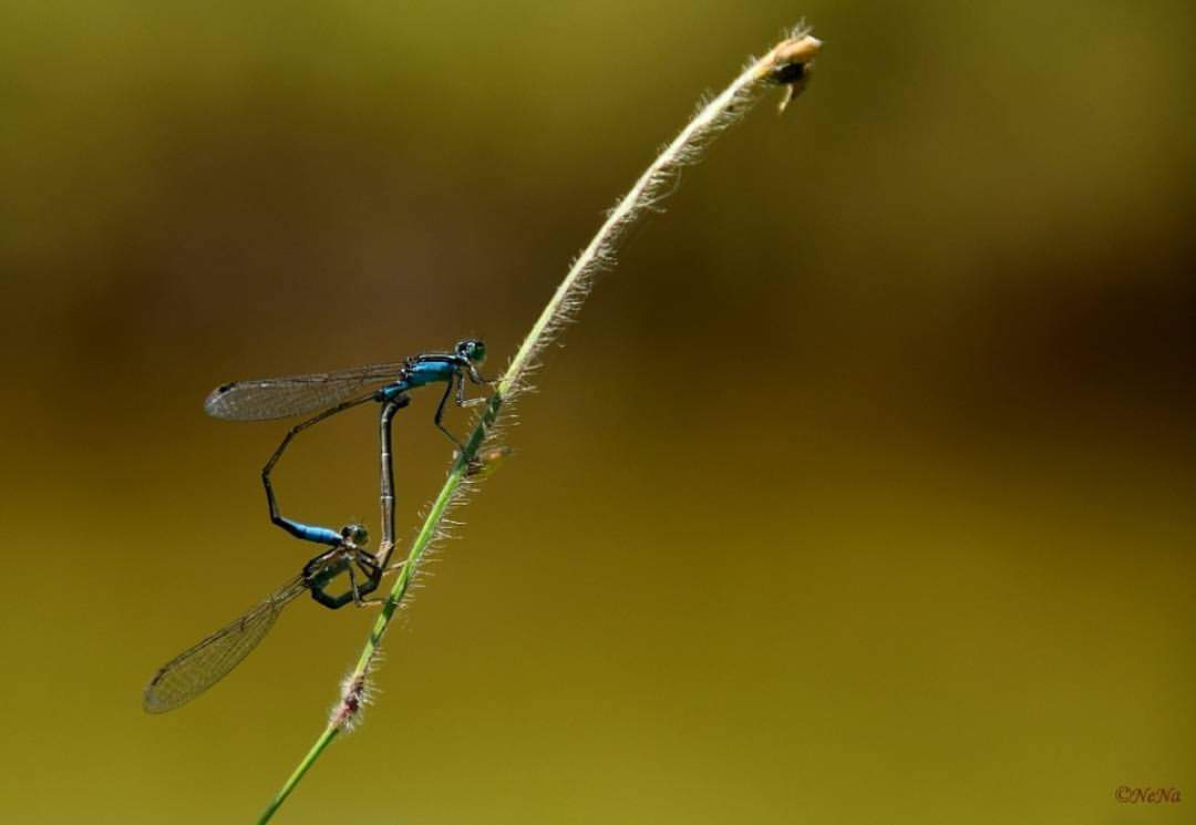 Mini Dragonfly 
