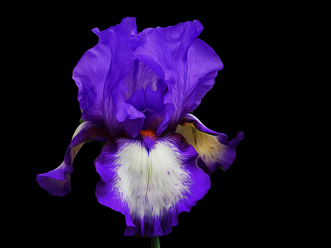BLÜTE