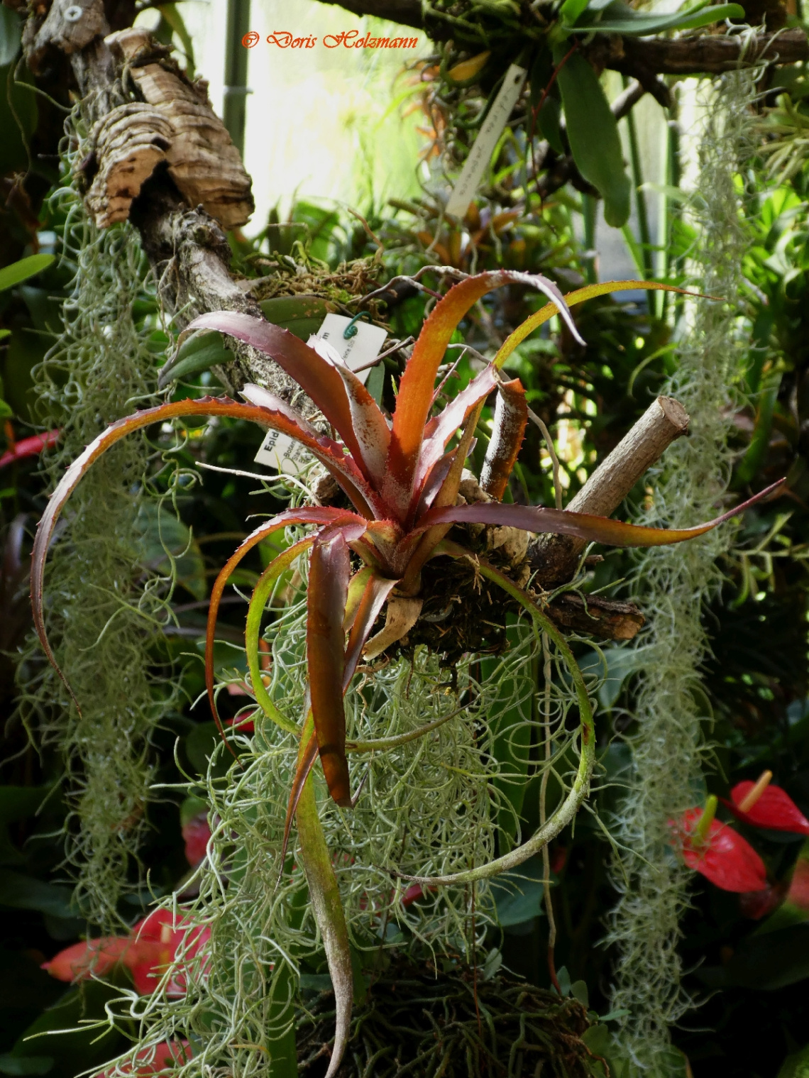 Botanical Garden, Karlsruhe / Germany