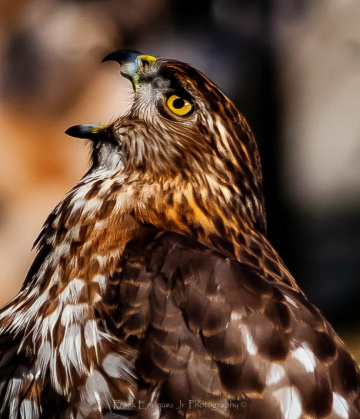 Cooper's Hawk