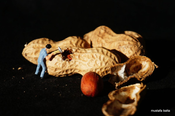 Miniciks hayatlar  Fıstıkçı