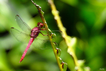 Red Dragonfly