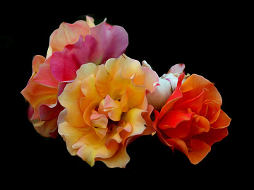BLÜTEN