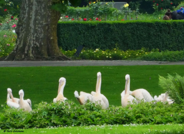Zoological city garden in Karlsruhe / Germany