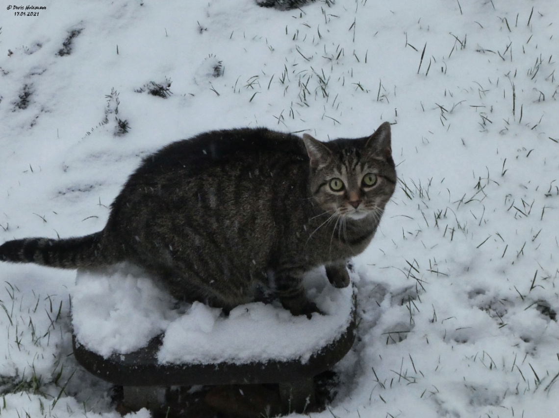 the first snow