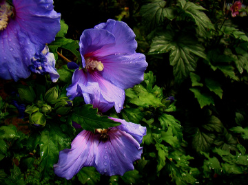 BLÜTEN