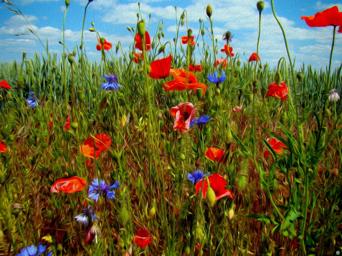 AM FELD